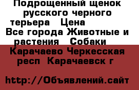 Подрощенный щенок русского черного терьера › Цена ­ 35 000 - Все города Животные и растения » Собаки   . Карачаево-Черкесская респ.,Карачаевск г.